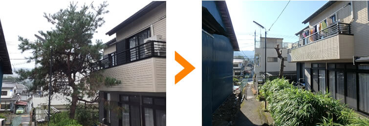 剪定前と剪定後