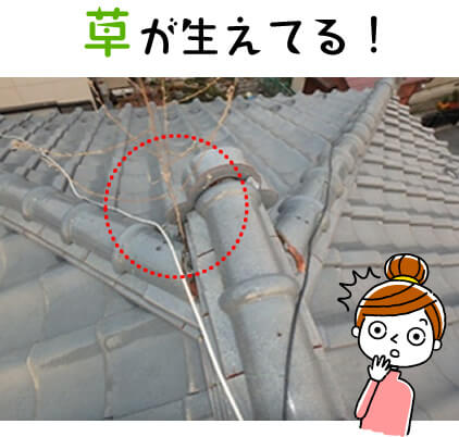 屋根に草が生えてる!
