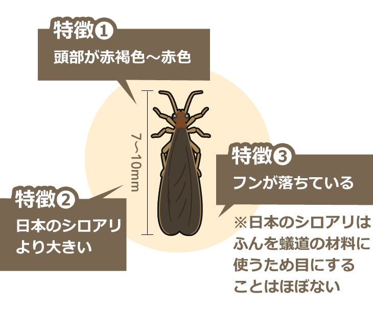 アメリカカンザイシロアリ