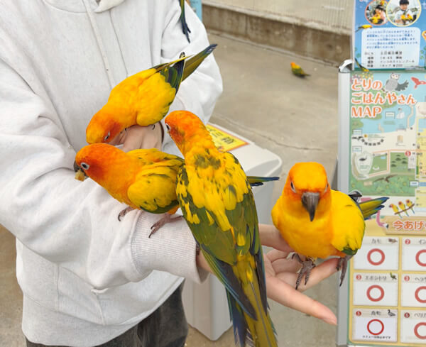 コガネメキシコインコ