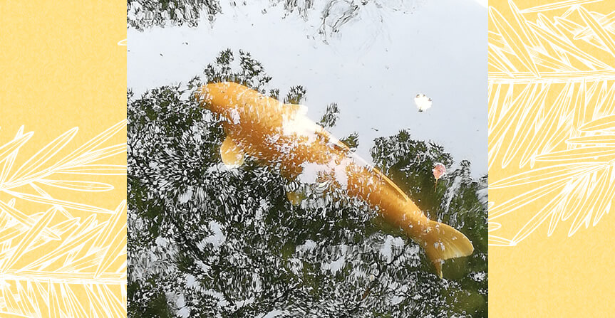お気に入りスポットの金色の鯉