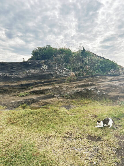 猫島の猫たち
